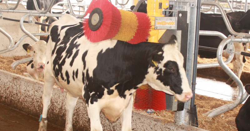 LES BIENFAITS D'UNE BROSSE AUTOMATIQUE POUR LES VACHES ET AUTRES ANIMAUX DE FERME