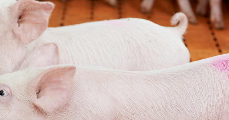 LA CONSOMMATION D'EAU POUR LE PORC, LA TRUIE OU LE PORCELET