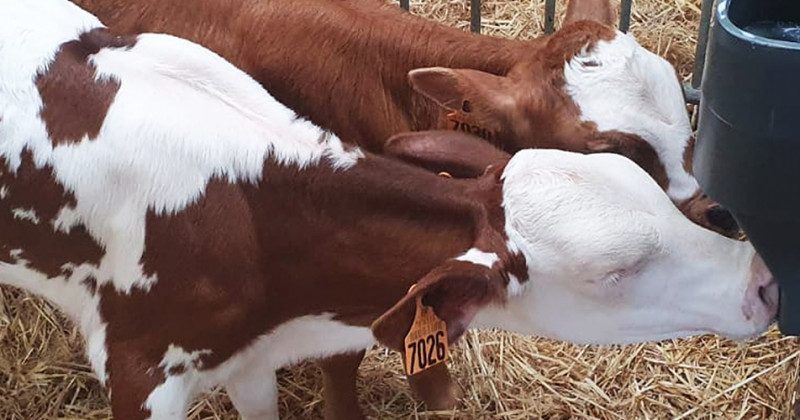 UN BON ALLAITEMENT DES VEAUX EST GARANT D'UN TROUPEAU LAITIER PERFORMANT