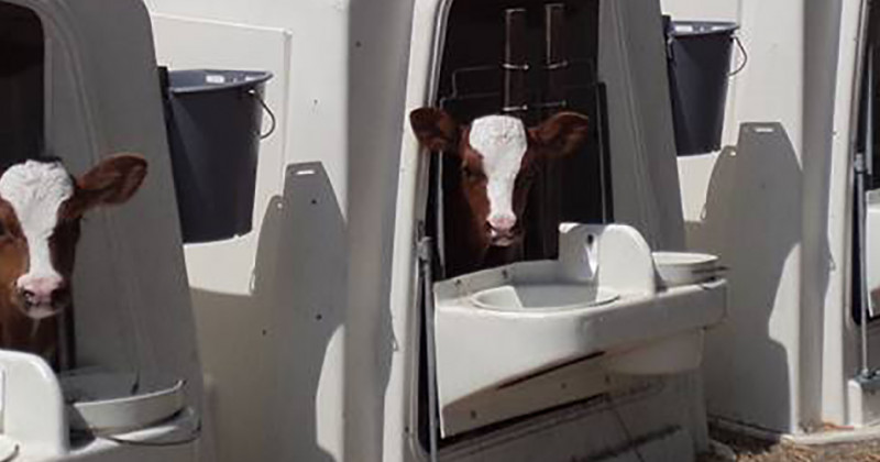 SOLUTIONS POUR CONTRER LE STRESS THERMIQUE CHEZ LES VEAUX