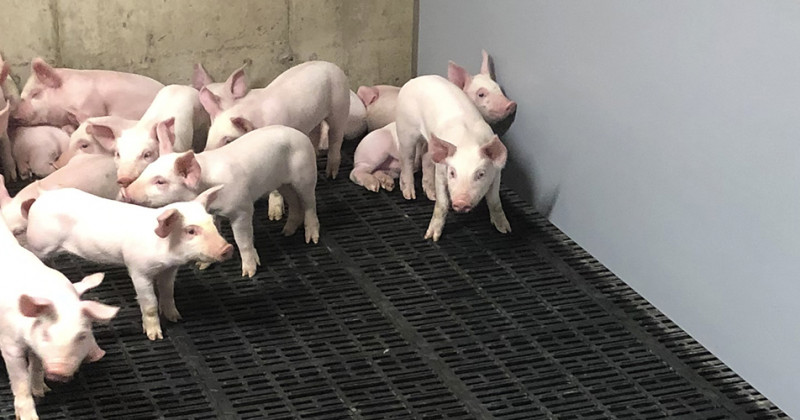 CHOISIR SES PANNEAUX DE CONSTRUCTION INTÉRIEURE POUR UNE FERME PORCINE