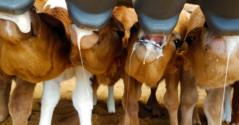 COMMENT RÉGLER NATURELLEMENT VOS PROBLÈMES DE TOUX ET DE DIARRHÉE DES VEAUX