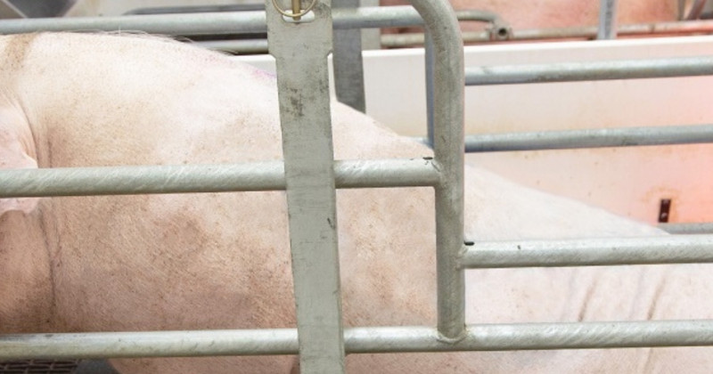 UN TAPIS DE MISE BAS POUR AMÉLIORER LE RENDEMENT DES TRUIES INSTABLES DANS LES CAGES 