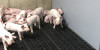 HOW TO CHOOSE INTERIOR CONSTRUCTION PANELS FOR PIG FARMS