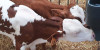 GOOD CALF FEEDING ENSURES A SUCCESSFUL DAIRY HERD