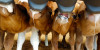 HOW TO NATURALLY SOLVE YOUR CALVES COUGH AND DIARRHEA PROBLEMS