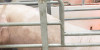 A FARROWING MAT TO IMPROVE THE PERFORMANCE OF UNSTABLE SOWS IN CRATES