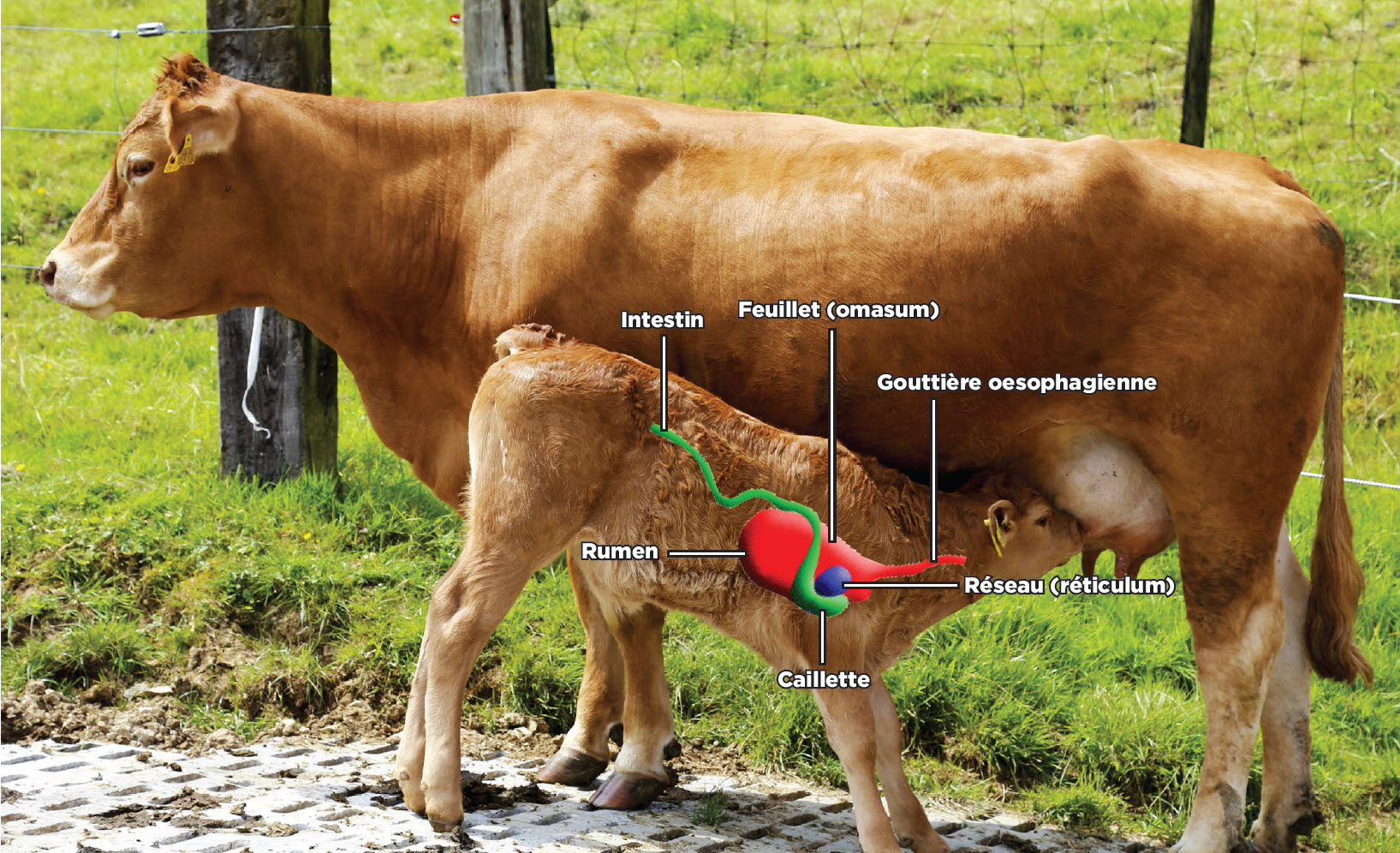 Position naturelle du veau lorsqu'il boit, favorisant la fermeture de la gouttière œsophagienne