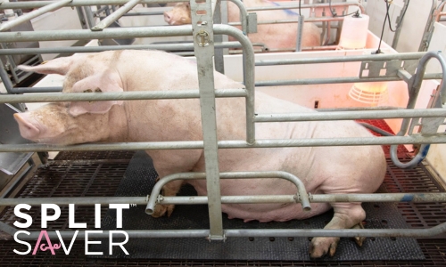 Sows on Split Saver mat in farrowing pen