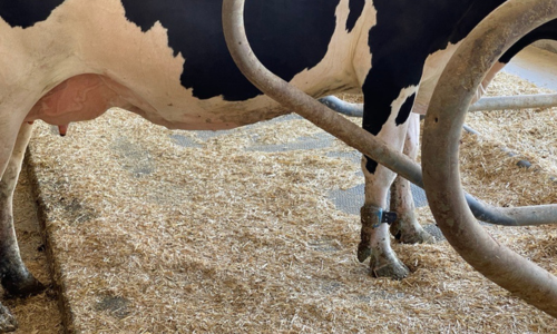 pasture mat cow mattress